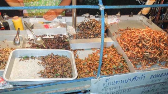 Are you brave enough to eat bugs in Thailand?