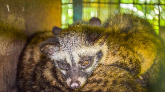 Bali Kopi Luwak Coffee 