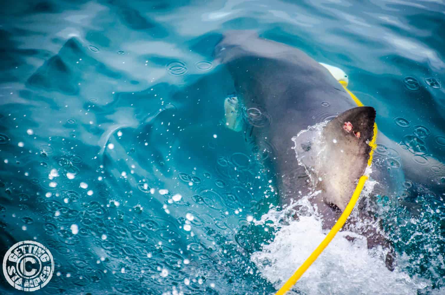 Shark Cage Diving for Great White Sharks in Cape Town South Africa-15 ...