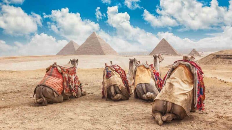 three camels sitting on sand with the Great Pyramid of Giza in background