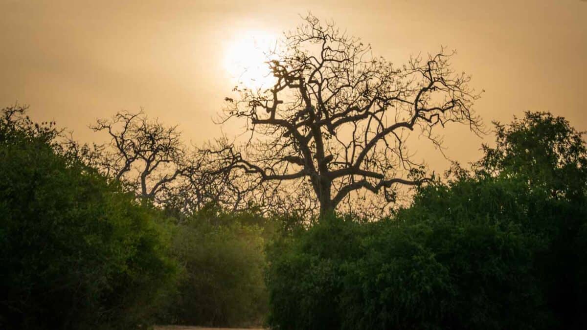 Leopard Spotting In Yala National Park Safari