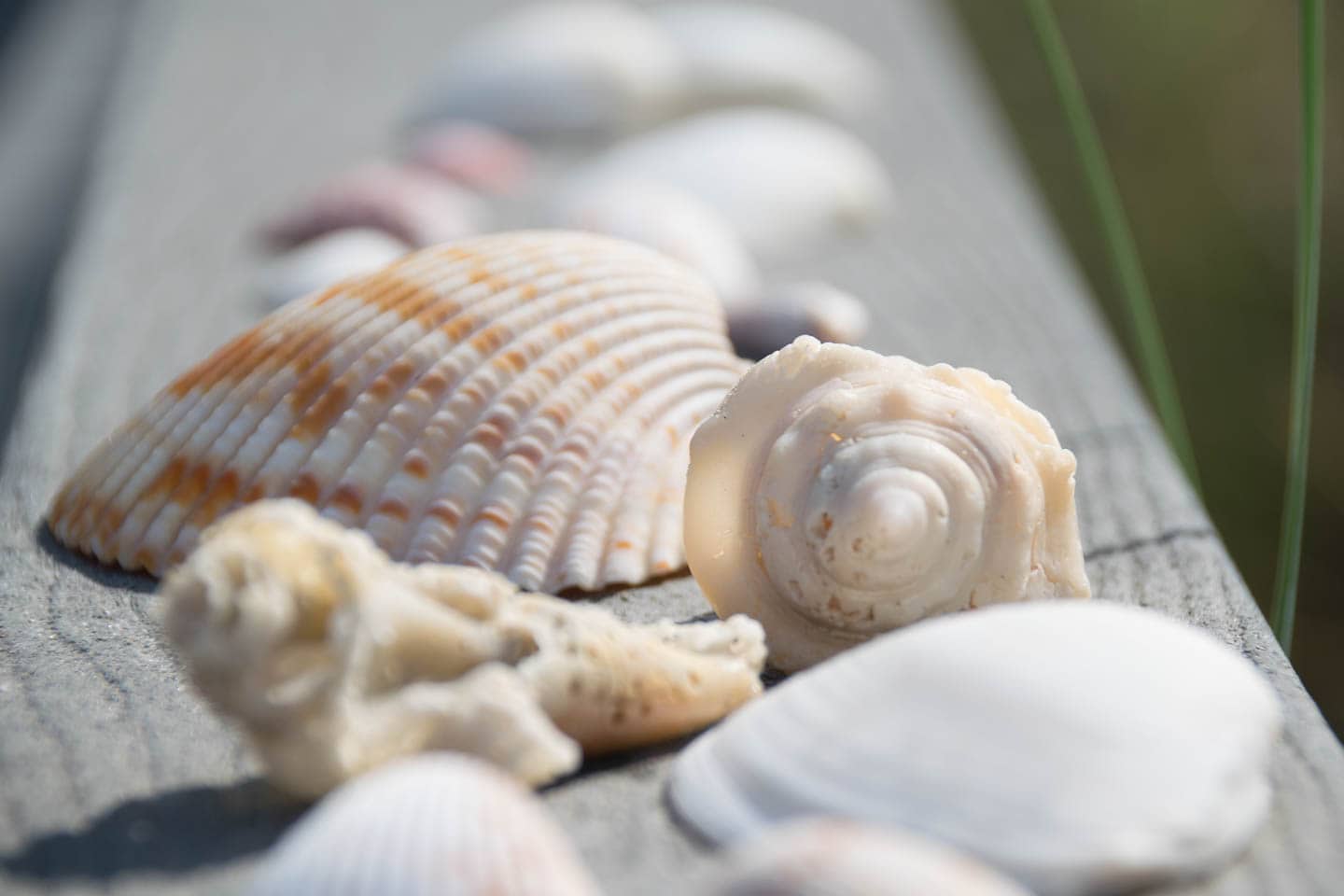 National Seashell Day June 21