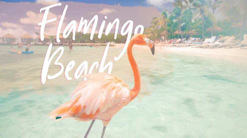 How To Visit Flamingo Beach Aruba Tips To Get Tickets   Flamingo Beach Aruba Featured Image 800x450 