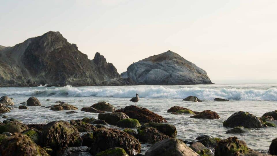 One Of World’s Great Drives Is Open! California’s HWY 1 Open