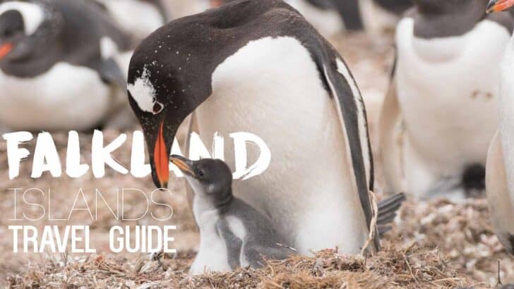 Two Weeks in the Falkland Islands Itinerary