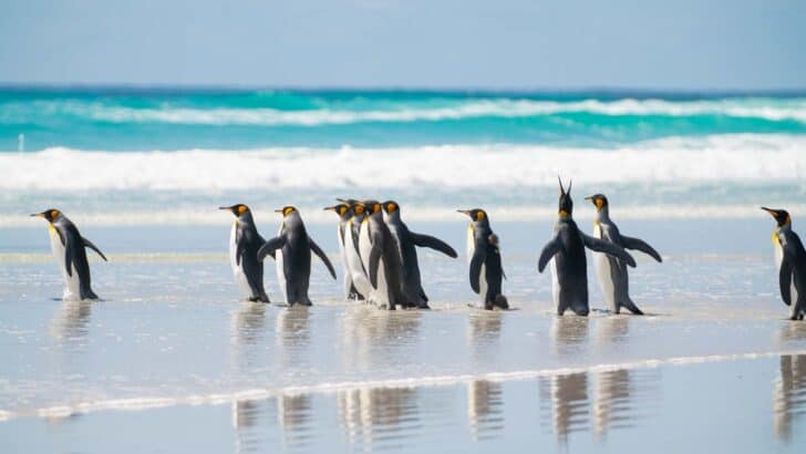 Visiting The Kings Of The Falkland Islands - Volunteer Point Day Trip