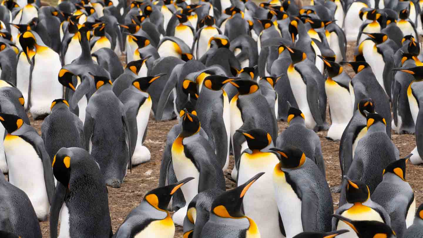 Penguin Rookery at Volunteer Point - King Penguins in the Falkland ...