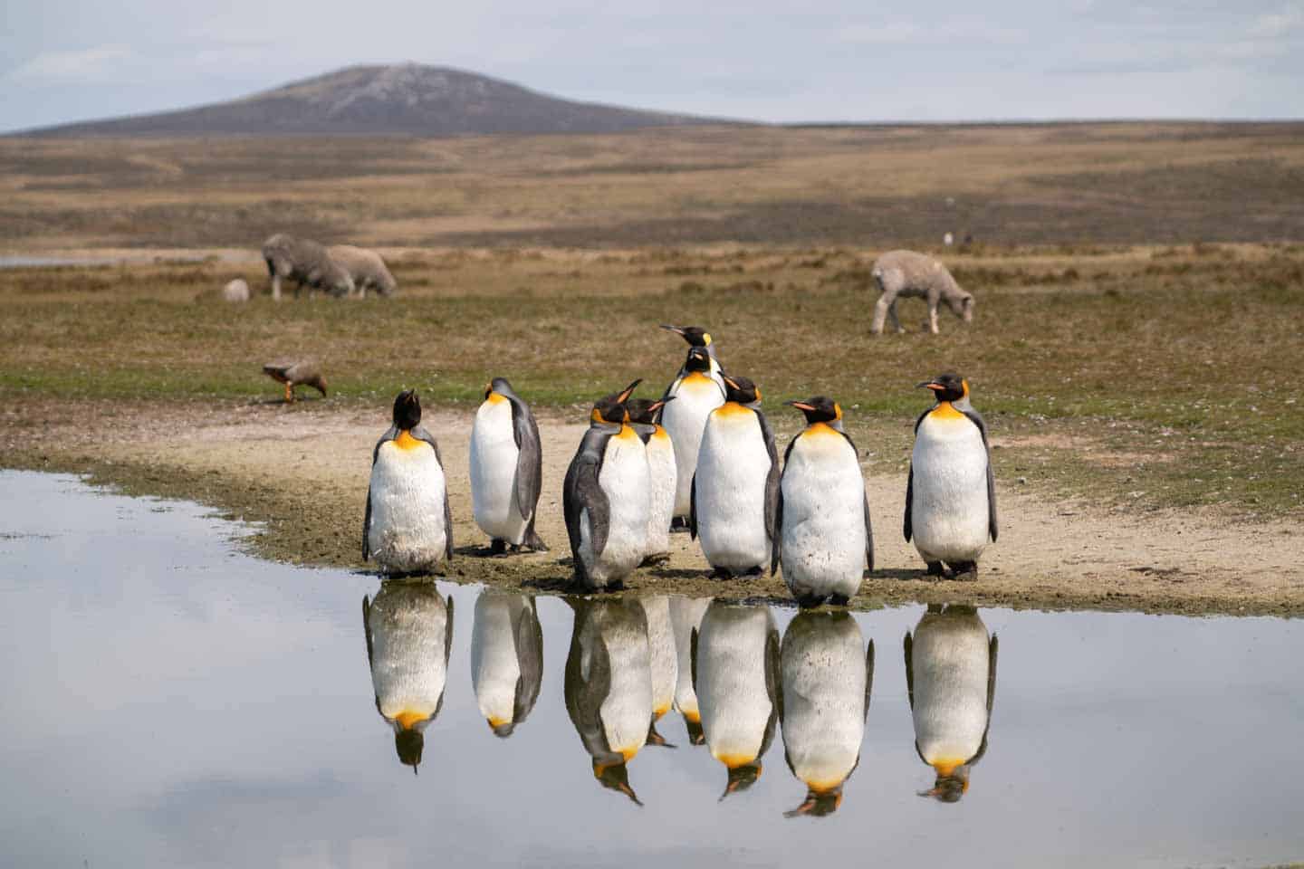 Reflection Pond Volunteer Point King Penguins In The Falkland Islands   Reflection Pond Volunteer Point King Penguins In The Falkland Islands 