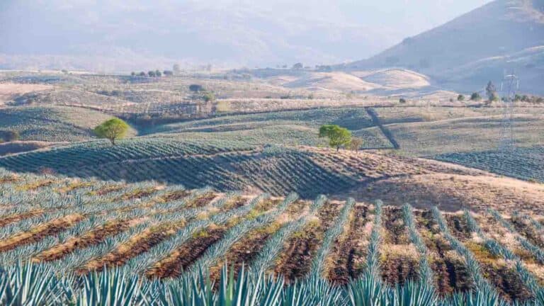 Best Places To Visit In Mexico 2024 Go Here Not There   Best Places In Tequila 768x432 