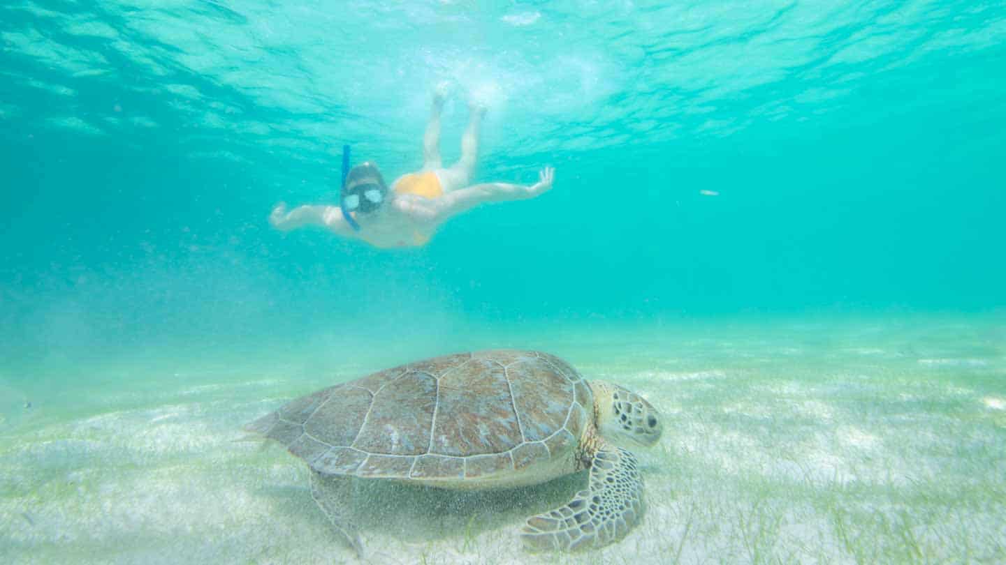 swimming with turtles cancun