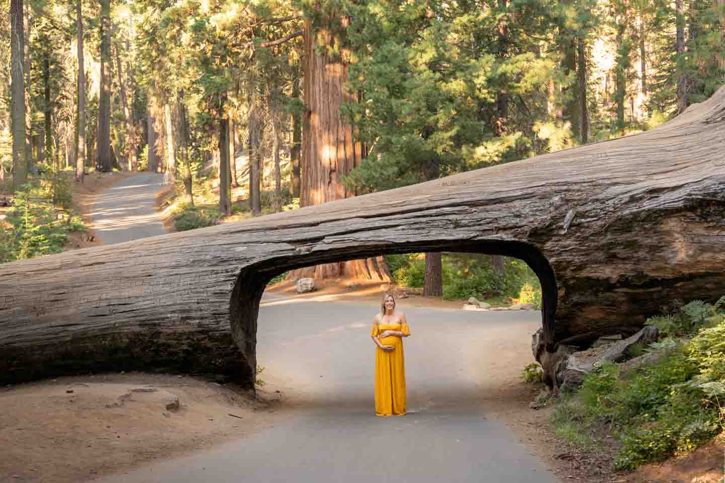 road trip to sequoia national park
