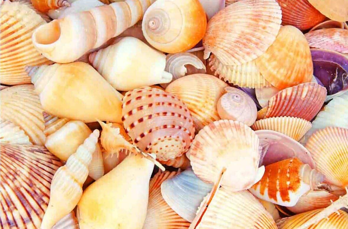 Top 10 Best Shelling Beaches In Florida