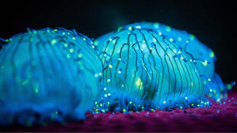 up close photo of bioluminescence in Florida