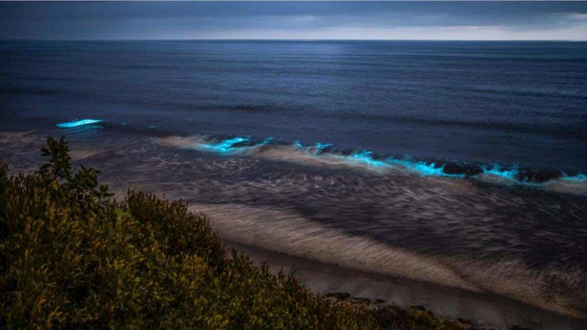 Bioluminescent Kayaking In Florida - Top Spots
