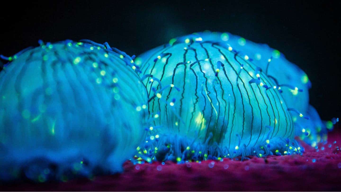 Caiaque bioluminescente na Flórida viajando e aproveitando