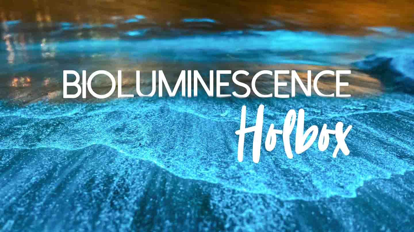 Bioluminescence Holbox Tour – Every part You Must Know