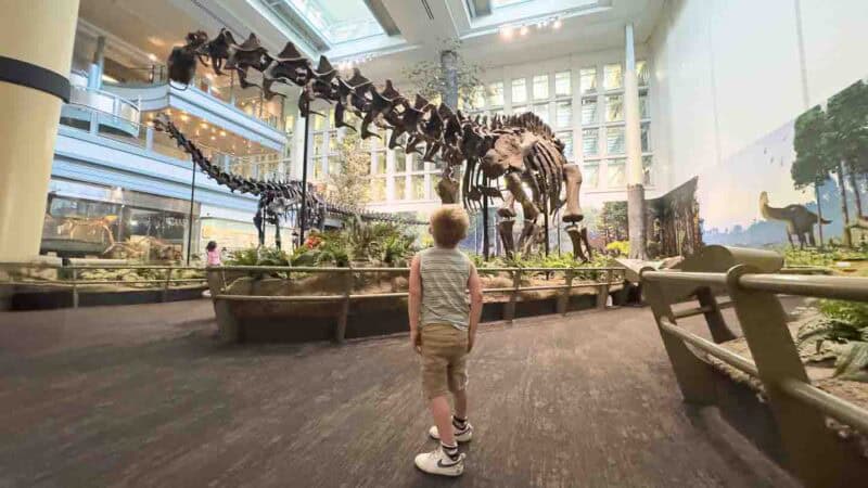 Boy looking at dinosaur at the Carnegie Museum of Natural History in Pittsburgh