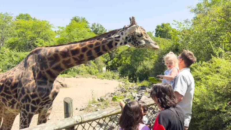 Girl and father feeding Giraffes at the Pittsburgh Zoo 