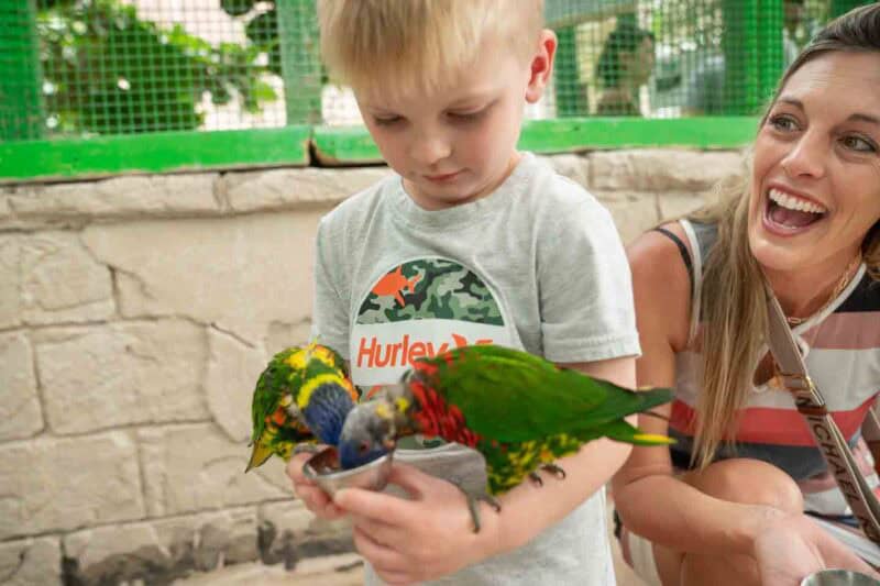 For fun things to do in Niagara Falls with kids head to the Bird Kingdom where you can do bird feeding