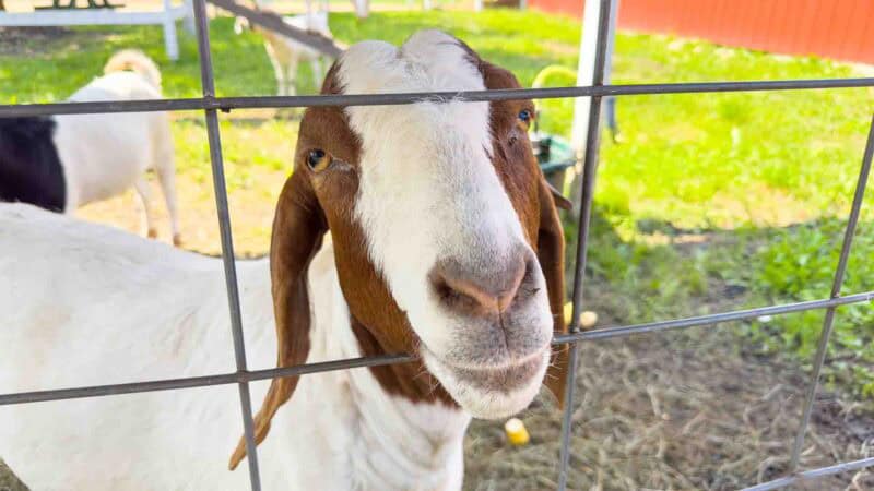 Animais do pomar de Ferguson 2