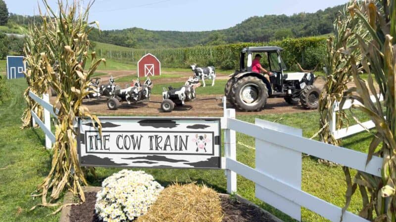 Ferguson Orchard Cow Train 2