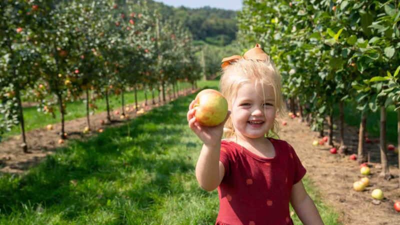 Colheita de maçãs em Ferguson Orchard 6